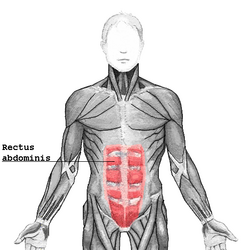 stomach chart